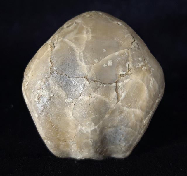 Sellithyris subsella LEYMERIE 1846 - Bild © FossNet FossilienStore